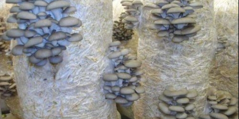 Da li je moguće otrovati se gljivama bukovača: simptomi, recenzije